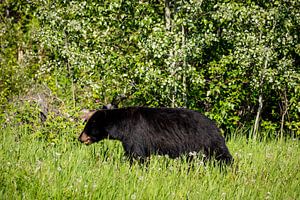 Wilder Schwarzbär in Nordamerika