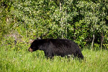 Wilde zwarte beer in Noord-Amerika van Roland Brack