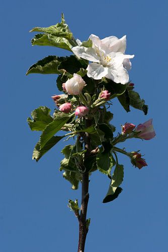 Appelbloesem