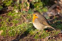 Robin