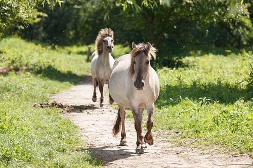 Twee konikpaarden rennen over een onverhard pad