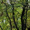 's Heerenvijvers van ton vogels