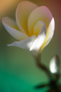 frangipani