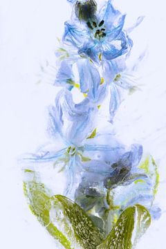Scilla in ijs 2, blauw gekleurd van Marc Heiligenstein