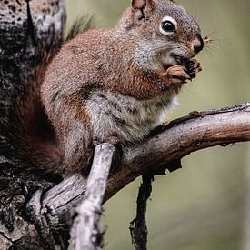 Amerikanisches Rotes Eichhörnchen von Jeroen Wehkamp