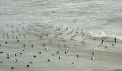 ducklings dancing on the waves