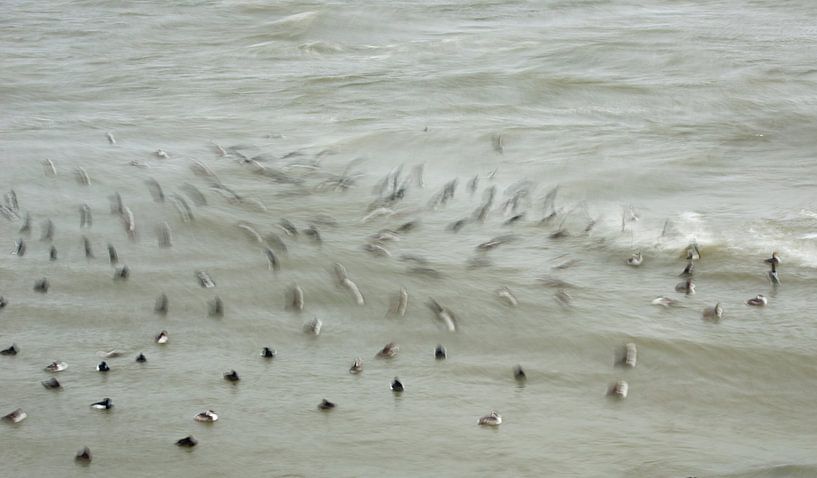 Entenküken, die auf den Wellen tanzen von Jeannette Kliebisch