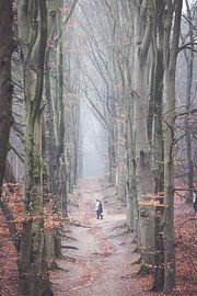 Foggy morning in the forest on the Amerongseberg! by Peter Haastrecht, van
