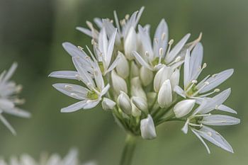 Daslook bloem zachte tinten
