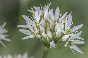 Soft bloom by Eefje John