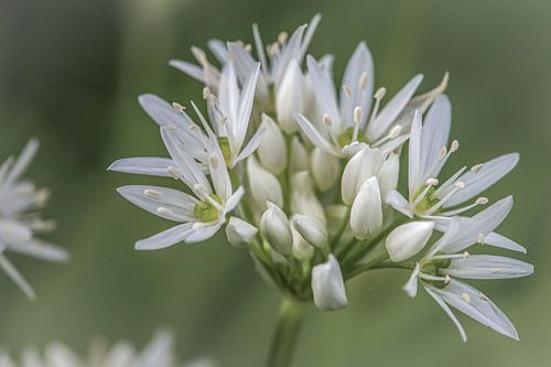 Weiche Blüte von Eefje John