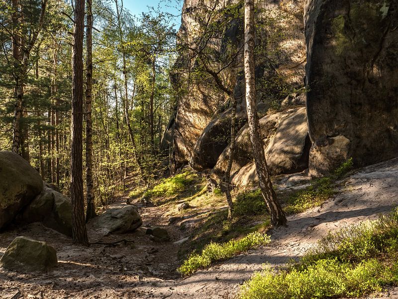 Großer Bärenstein, Sächsische Schweiz - Wald am Conradturm von Pixelwerk