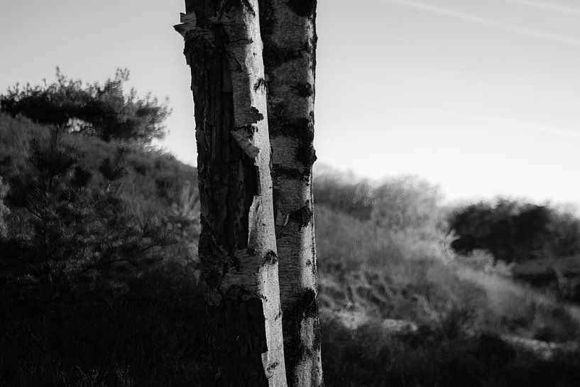 De Heide van Crystal Clear