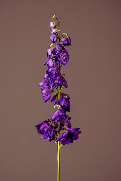 Fiore Viole (rot) von michel meppelink