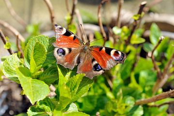 Dagpauwoog vlinder by Esther Damen