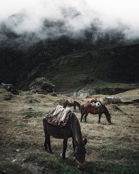 Peruvian horses grazing in the mountains | Peru by Felix Van Leusden