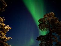 Aurores boréales avec des arbres