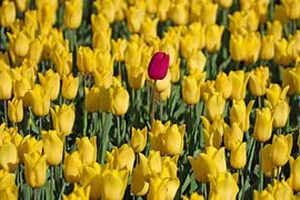 Tulpen von W. Hovinga