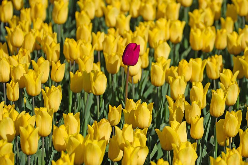 tulips by W. Hovinga