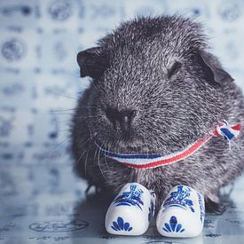 Dutch guinea pig sur JBfotografie - jacindabakker.nl