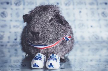 Dutch guinea pig von JBfotografie - jacindabakker.nl