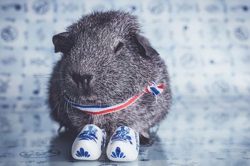 Dutch guinea pig