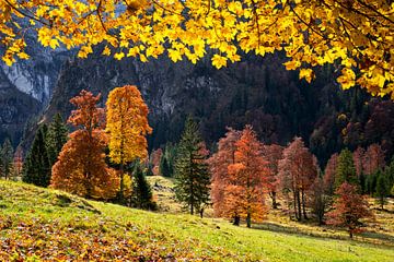 Kleurrijke herfst van Andreas Föll