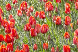 In Espel im Noordoostpolder werden Tulpen gestreut. von Frans Lemmens