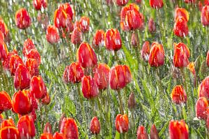 Des tulipes sont saupoudrées à Espel dans le Noordoostpolder.