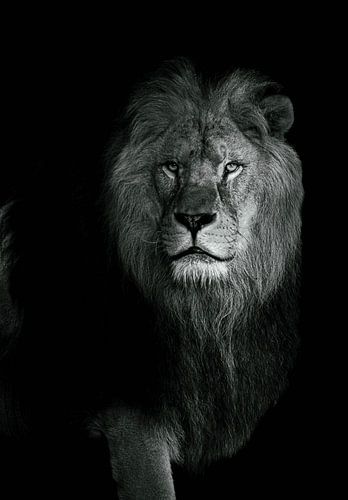 Le Lion sur Lens_en_Dier/Vizier Fotografie