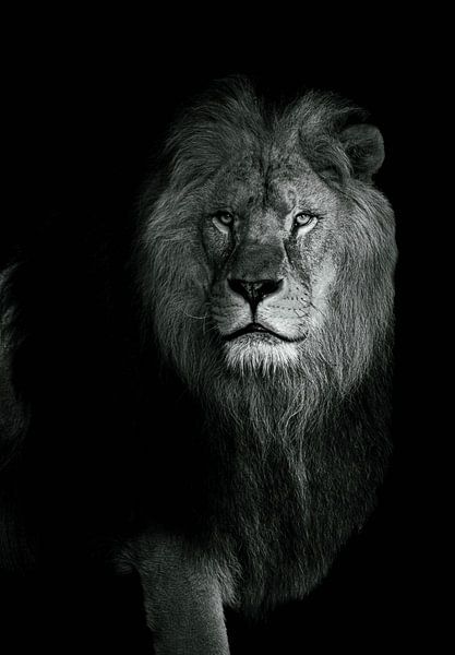 The Lion by Lens_en_Dier/Vizier Fotografie