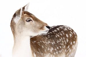 Daim dans la neige