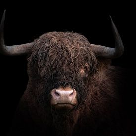 Schotse Hooglander op een zwarte achtergrond van 7.2 Photography
