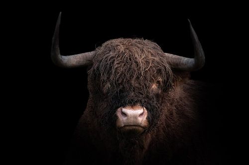 Schotse Hooglander op een zwarte achtergrond