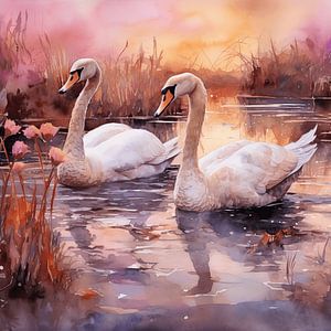 The swans swim side by side.