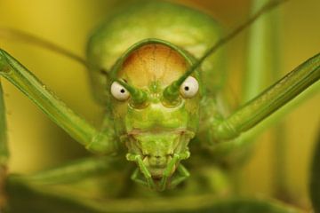 Angry looking saddle grasshopper by Paul Wendels
