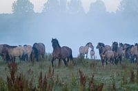 Konik horses