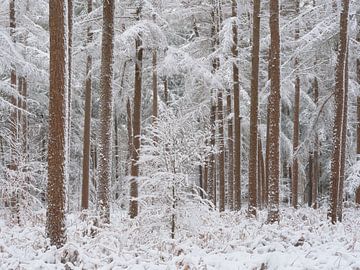 Sneew bedekt de bomen in het bos in Noord-Brabant, Nederland