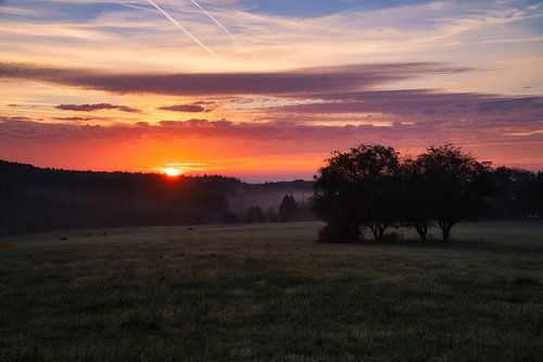 Boom in een weiland in de mist bij zonsopgang