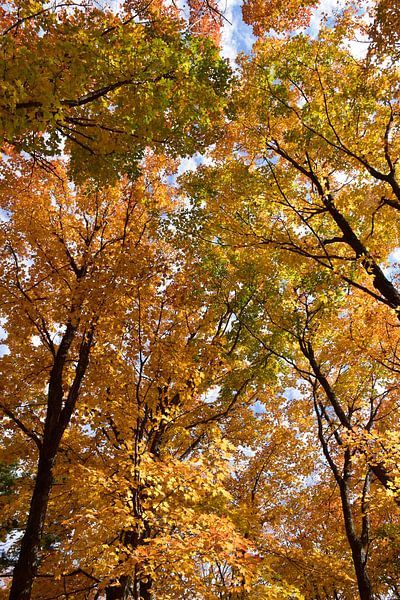 A maple forest in autumn by Claude Laprise