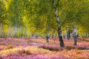 Heather and birches in the morning light II by Daniela Beyer