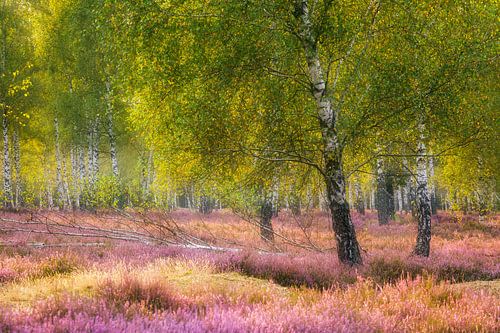 Heide und Birken im Morgenlicht II