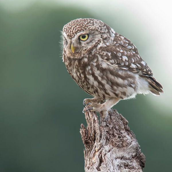 Little Owl, Athens Noctua by Gert Hilbink