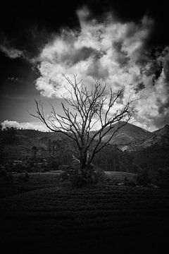 Ancient Tree van Insolitus Fotografie