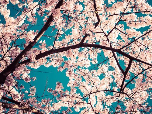 Blossom park in the amsterdam forest