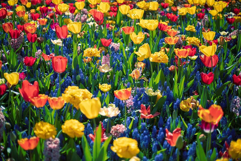 Colorful flowers by Yanuschka | Fotografie Noordwijk