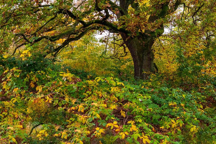 Bunte Herbstszene unterm Baum von Flatfield