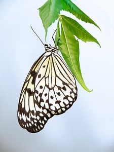 Idée leuconoe