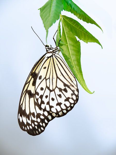 Idee leuconoe von Caatje Clicks