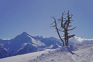 Dode boom voor de Alpen op de achtergrond